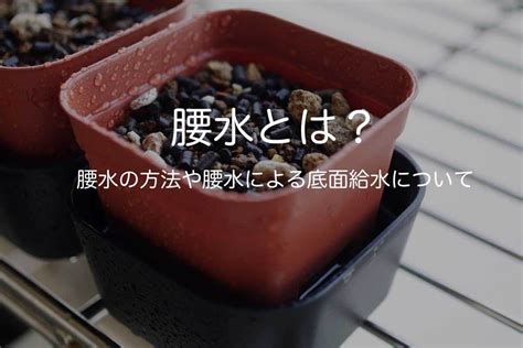 腰水|腰水とは？その意味・役割や方法をご紹介！底面給水との違い。